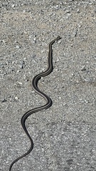 Masticophis taeniatus taeniatus