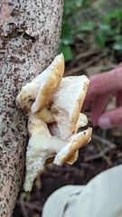Polyporus tuberaster