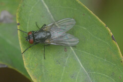 Muscoidea