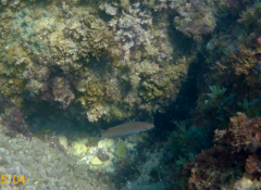 Ctenolabrus rupestris