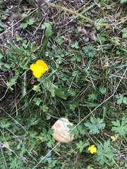 Ranunculus lanuginosus