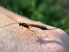 Rhyssella nitida