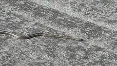 Masticophis taeniatus taeniatus