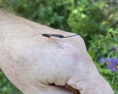 Rhyssella nitida