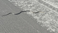 Masticophis taeniatus taeniatus