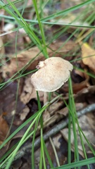 Collybiopsis peronata