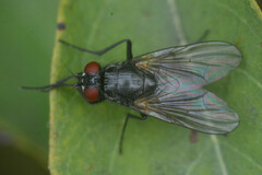 Muscoidea