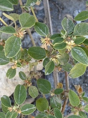 Croton monanthogynus