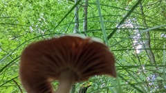 Collybiopsis peronata