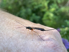 Rhyssella nitida