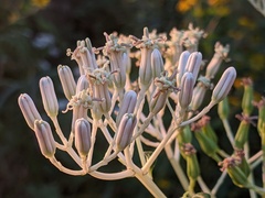 Arnoglossum atriplicifolium