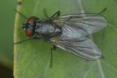Muscoidea