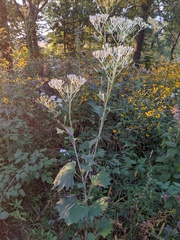 Arnoglossum atriplicifolium