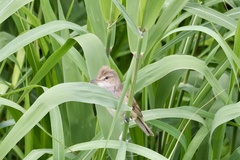 Acrocephalus orientalis