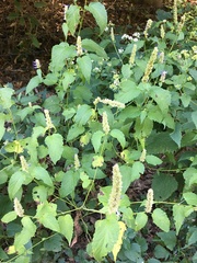 Agastache foeniculum