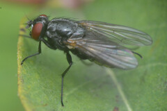Muscoidea
