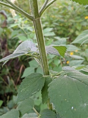 Agastache scrophulariifolia