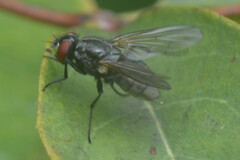 Muscoidea