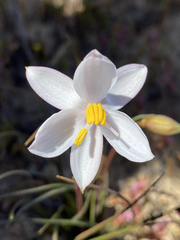 Cyanella alba alba