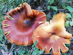 Omphalotus olearius