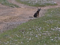 Vulpes corsac