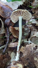 Collybiopsis peronata