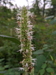 Agastache scrophulariifolia