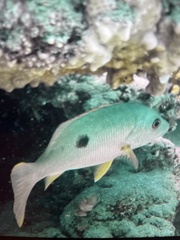 Lutjanus ehrenbergii