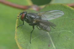 Muscoidea
