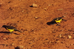 Pseudoleistes guirahuro