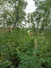 Agastache scrophulariifolia