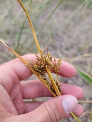 Cyperus schweinitzii