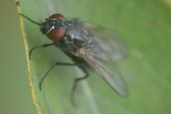 Muscoidea