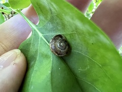 Cepaea