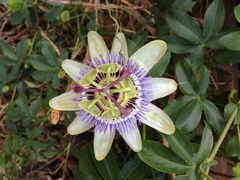 Passiflora caerulea