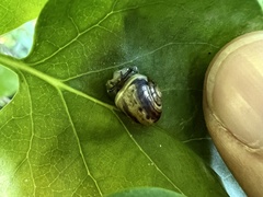 Cepaea