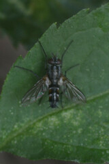 Tachinidae