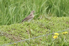 Alauda arvensis japonica