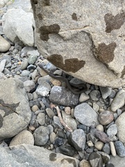 Thamnophis hammondii