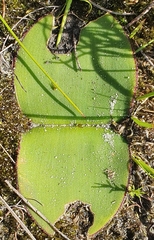 Haemanthus sanguineus