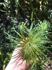 Amsonia hubrichtii