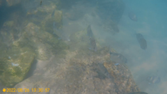 Dicentrarchus labrax