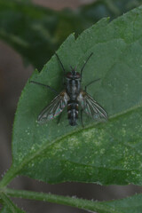 Tachinidae