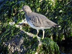 Calidris virgata
