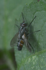 Tachinidae