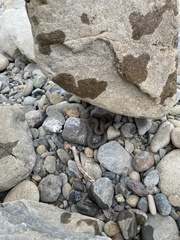 Thamnophis hammondii