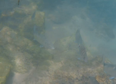 Dicentrarchus labrax