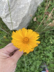 Coreopsis lanceolata