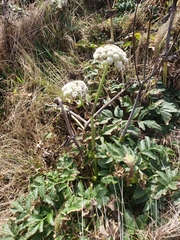 Angelica hendersonii