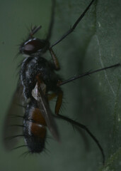 Tachinidae